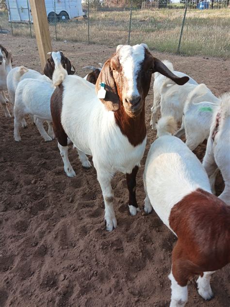 where to purchase a goat.